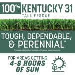 Pennington Kentucky 31 Tall Fescue Grass Seeds for Lawn, for Sun to Partial Shade, 3 lb - Image 3