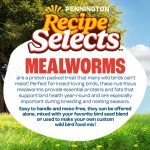 Pennington Recipe Selects Dried Mealworms for Birds, Bluebird and Wild Bird Food for Outside Feeder, 17.6 oz Bag, 1 Pack - Image 3