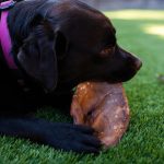 Butcher's Naturals Pork Flavored Pig Ears Dog Treats, 10 Pieces - Image 4