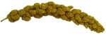 F.M. Brown's Extreme Spray Millet Treat 16 Oz For Parakeets, Cockatiels, and Finches - Image 5