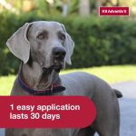 K9 Advantix II Monthly Flea & Tick Prevention for XL Dogs 55 lbs+, 2-Monthly Treatments - Image 5