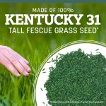 Pennington Kentucky 31 Tall Fescue Grass Seeds for Lawn, for Sun to Partial Shade, 3 lb - Image 7