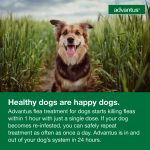 Advantus Chewable Flea Treatment for Dogs 4 - 22 lbs. 7 Soft Chews - Image 4
