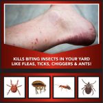 Eliminator Ant, Flea & Tick Killer Plus Lawn Insect Granules Pesticide, 20lb - Image 3