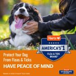 Hartz UltraGuard Citrus Flea & Tick Dog Shampoo, 18 fl oz - Image 4