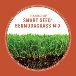 Pennington Smart Seed Bermudagrass Grass, Bermuda Grass Seeds for Lawn, Full Sun, 1.75 lb - Image 6